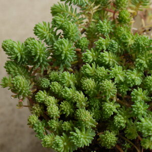 yPi / 3Zbg zZ_qXpjJ 3|bgA h OhJo[ hCK[f