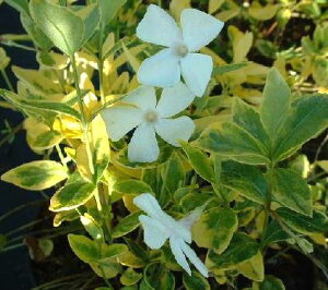 yPi / 3ZbgzPcj`j`  zCg 3`3.5|bgcrJ ~m[  zCg OhJo[ J[[t CObVK[f 񂹐A