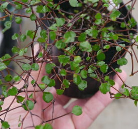 楽天市場 ニュージーランド 花 観葉植物 花 ガーデン Diy の通販 楽天市場 ニュージーランド 花 観葉植物 花 ガーデン Diy の通販