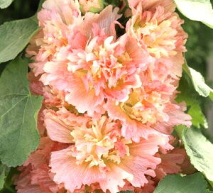 AZA ZA XvOZueB AvRbg 3|bgczzbNCObVK[f ԕc N h