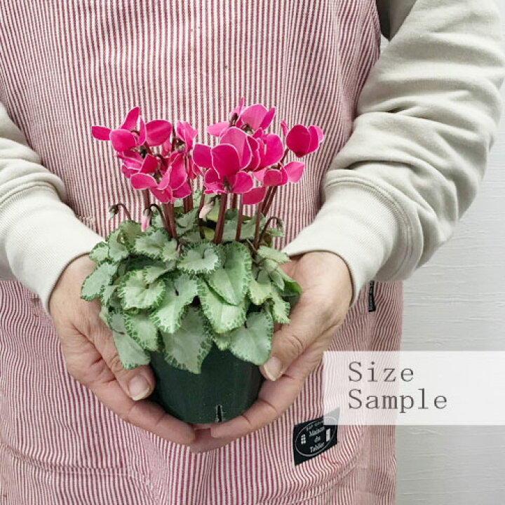 楽天市場 ガーデンシクラメン フェアリーピコ シルバーエッジ3号ポット花苗 鉢花 花壇 コンテナ 寄せ植え カラーリーフ 耐寒性 花みどりマーケット 楽天市場店