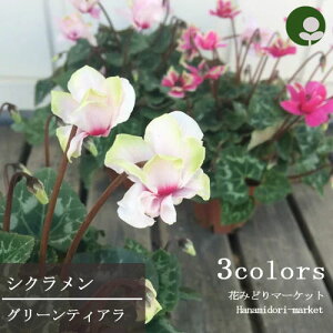 yPi / 3Zbgzd炫VN O[eBA 3|bgcK[fVN ԕc N  zCg  O[ 