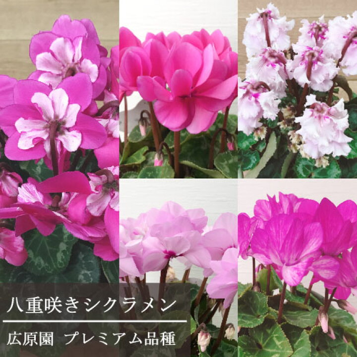 楽天市場 シクラメン 広原園 厳選品種 3 5号ポット苗ガーデンシクラメン 花苗 多年草 球根 鉢花 玄関 コンテナ 花壇 花みどりマーケット 楽天市場店