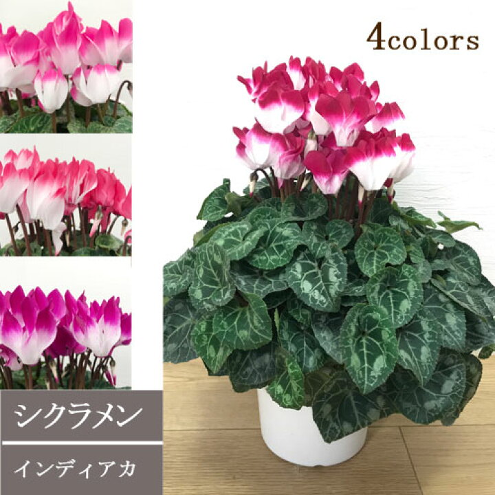 楽天市場 シクラメン インディアカ 全4色 5号鉢バイオレット フクシア パープル マゼンタ 鉢花 花苗 ギフト お歳暮 花みどりマーケット 楽天市場店