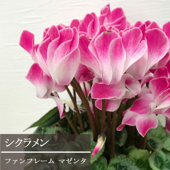 楽天市場 シクラメン ファンフレーム マゼンタ 5号鉢ヘリオス 鉢花 花苗 ギフト お歳暮 花みどりマーケット 楽天市場店