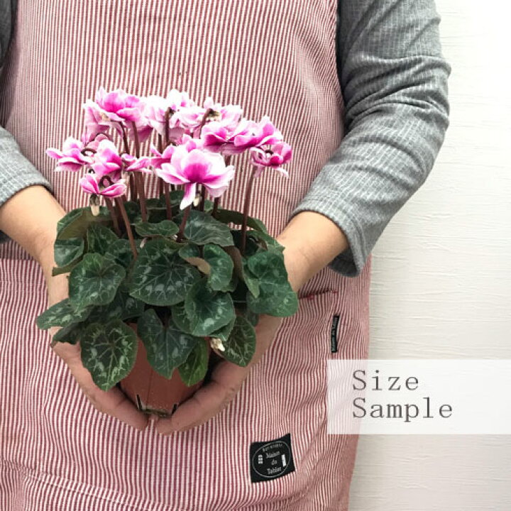 楽天市場 シクラメン ワーリーギグミニ ダブル 3号ポット苗花苗 秋 冬 花壇 鉢花 コンテナ 寄せ植え レア 珍しい 花みどりマーケット 楽天市場店