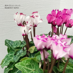 yPi / 3ZbgzK[fVN ~jrNgA 3|bgcԕc Ԓd 񂹐A H ~  ϊ VN tW t