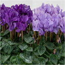 【単品 / 3個セット】ブルー系シクラメン ドラゴン3号ポット鉢花