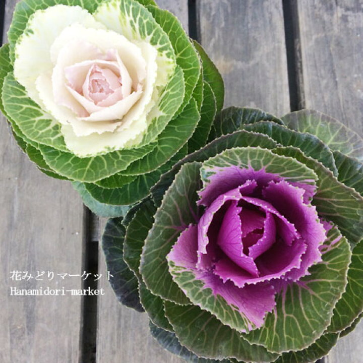 楽天市場 ハボタン 丸葉 初夢 白系 初紅 赤系 全2色 3号ポット苗 葉牡丹 葉ボタン 花苗 花壇 寄せ植え コンテナ カラーリーフ 秋 冬 耐寒性 正月 花みどりマーケット 楽天市場店