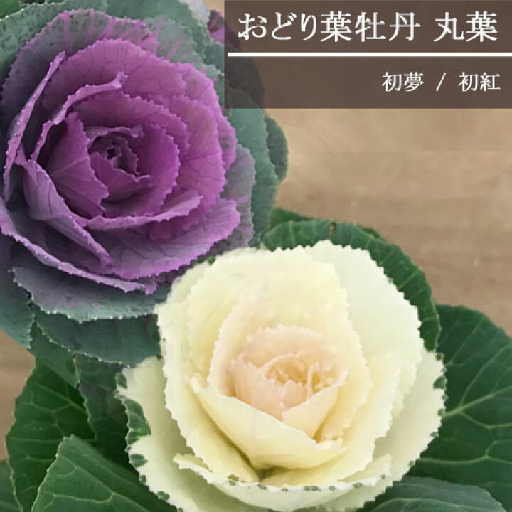 楽天市場 おどりハボタン 丸葉系 初夢 白系 初紅 赤系 全2色 3号ポット苗 葉牡丹 葉ボタン 花苗 花壇 寄せ植え コンテナ カラーリーフ 秋 冬 耐寒性 正月 花みどりマーケット 楽天市場店