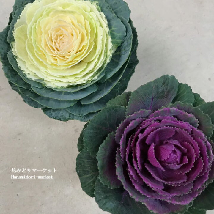 楽天市場 ハボタン ダイヤモンド 3号ポット苗 紫系 白系 葉牡丹 葉ボタン 花苗 寄せ植え 冬 正月 花みどりマーケット 楽天市場店