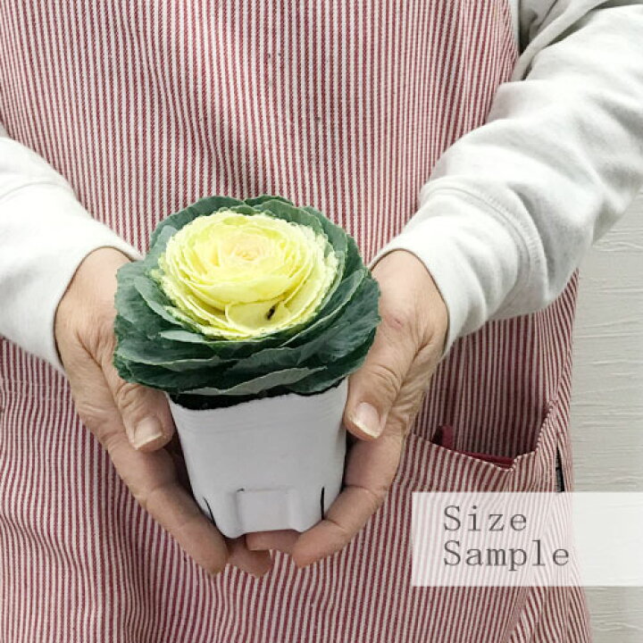 楽天市場 ハボタン ダイヤモンド 3号ポット苗 紫系 白系 葉牡丹 葉ボタン 花苗 寄せ植え 冬 正月 花みどりマーケット 楽天市場店