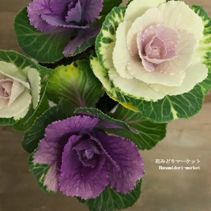 楽天市場 寄せ植え ハボタン プラチナデュエット 丸葉系 3 3 5号ポット苗葉牡丹 葉ボタン 花苗 鉢植え 寄せ植え 冬 耐寒性 ミニハボタン ミニ葉牡丹 花みどりマーケット 楽天市場店