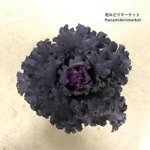 yPi / 3Zbgz n{^ ubNGWF 3|bgc  tO ԕc Ԃ̕c ubN ۗt  񂹐A Ԓd ϊ ~   3