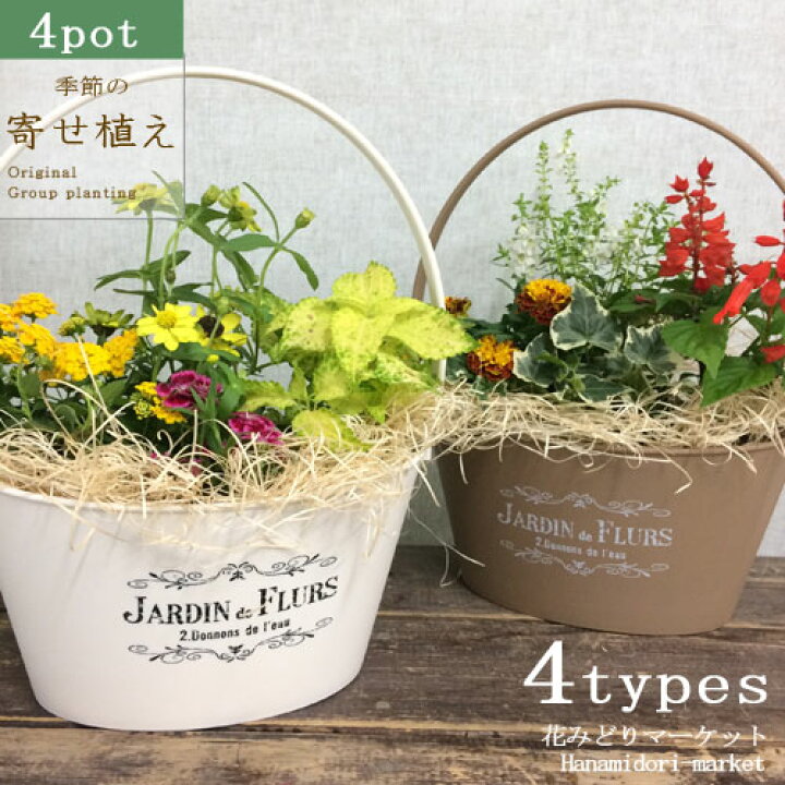 楽天市場 セット 季節の花の寄せ植え バスケットプランター 28型 花苗4ポット プラスチック鉢 投げ込み 底面給水 アクアセル ひのき木綿 プレゼント ギフト バレンタイン 花みどりマーケット 楽天市場店