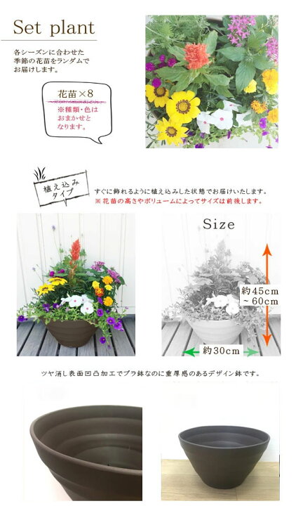 楽天市場 植え込み済み 季節の花の寄せ植え１０号ボール鉢花苗8ポット プラスチック鉢 クラフトボール 同梱不可 おしゃれ ギフト プレゼント 花みどりマーケット 楽天市場店