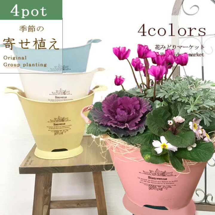 楽天市場 セット 寄せ植え季節の花の寄せ植え ブーケポット 5 6号サイズ 受け皿付き花苗4ポット プラスチック鉢 植え込み ひのき木綿 プレゼント ギフト フラワーアレンジ バレンタイン 花みどりマーケット 楽天市場店