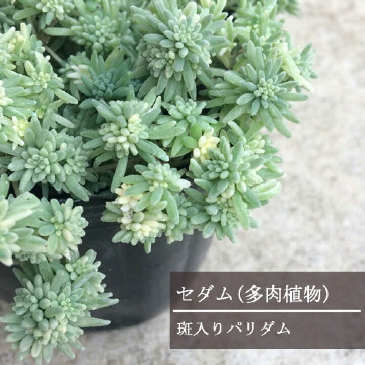楽天市場 セダム パリダム 斑入り 2 5 3号ポット苗インテリアグリーン 観葉植物 宿根草 グランドカバー カラーリーフ 耐寒性 花みどりマーケット 楽天市場店
