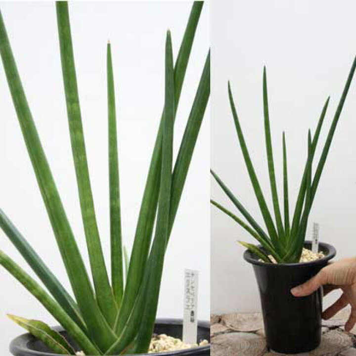 楽天市場 観葉植物 サンセベリア バキュラリス ミカド ３号ポット サンスベリア ガーデニング 花苗 寄せ植え 多年草 多肉植物 カラーリーフ インテリアグリーン 花みどりマーケット 楽天市場店