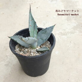 楽天市場 アガベ 種類 植物 モンステラ の通販