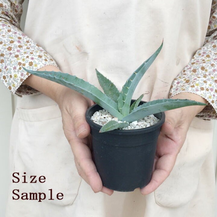 1円 至高 アガベ クリサンサ Agave Chrysantha の種子