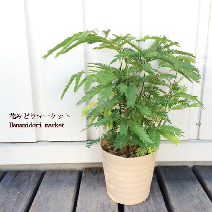 楽天市場 ネムノキ エバーフレッシュ 3 5号プラ鉢アカサヤネムノキ観葉植物 インテリアグリーン 花みどりマーケット 楽天市場店