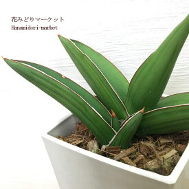 楽天市場 サンスベリア サムライドワーフの通販