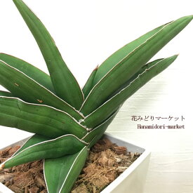 楽天市場 サンスベリア サムライドワーフの通販