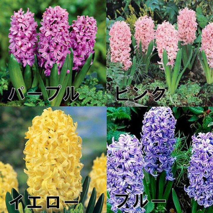 楽天市場 ヒヤシンス 3球植え 4号ポット 赤 ピンク 白 青 紫 黄 全5色ヒアシンス 香り 花苗 球根 鉢花 花みどりマーケット 楽天市場店