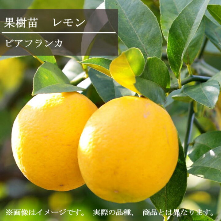楽天市場 レモン ビアフランカ 4号ポット苗果樹 果樹苗 柑橘 花苗 花の苗 家庭菜園 手軽 簡単 人気 丈夫 庭木 造園 シンボルツリー 鉢植え 観葉植物 花みどりマーケット 楽天市場店
