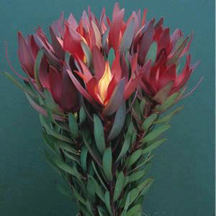 楽天市場 リューカデンドロン サファリマジック 4 5 5号ポット苗多年草 宿根草 オーナメンタル フラワーアレンジ 切り花 花苗 花木苗 庭木苗 花みどりマーケット 楽天市場店 楽天市場 リューカデンドロン サファリマジック 4 5 5号ポット苗多年草 宿根草 オーナメンタル フラワーアレンジ 切り花 花苗 花木苗 庭木苗 花みどりマーケット 楽天市場店