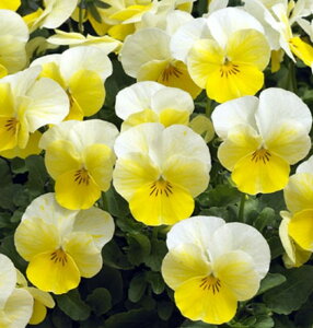 yPi / 3Zbg/5ZbgzrIv[YoCJ[3|bgcԒdc 񂹐A ԕc N 1