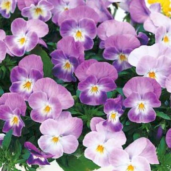 楽天市場 2個セット パンジー よく咲くスミレ ラベンダーソフト 3 3 5号ポット苗 計2ポットセット 花みどりマーケット 楽天市場店