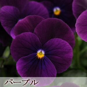 y3Zbg/5Zbgz pW[ NAp[v 3|bgc ԕc rI Ԓd 񂹐A H ~ ϊ 