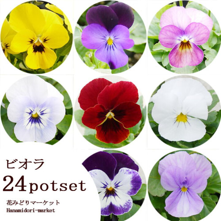 楽天市場 ビオラ 花色おまかせ 24個セット 3号ポット苗 計24ポット花苗 花壇 パンジー 寄せ植え 秋 冬 耐寒性 花苗 セット 冬の花 秋の花 花みどりマーケット 楽天市場店
