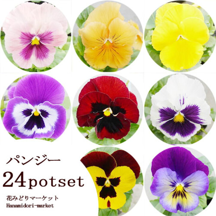 楽天市場 パンジー 花色おまかせ 24個セット 3号ポット苗 計24ポットセット 花苗 花壇 ビオラ 寄せ植え 秋 冬 耐寒性 花苗 セット 冬の花 秋の花 花みどりマーケット 楽天市場店 楽天市場 パンジー 花色おまかせ 24個セット 3号ポット苗 計24ポットセット 花苗 花壇 ビオラ 寄せ植え 秋 冬 耐寒性 花苗 セット 冬の花 秋の花 花みどりマーケット 楽天市場店