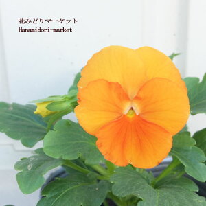 yPi / 3Zbg/5Zbgz rI IW 3|bgc ԕc Ԃ̕c H ~ t ϊ pW[ 񂹐A Ԓd Zbg