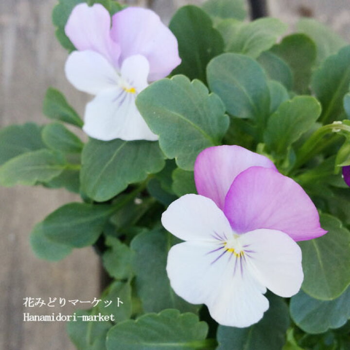 楽天市場 3個セット ビオラ ピンクウイング 3号ポット苗 計3ポット花苗 花壇 寄せ植え コンテナ ピンク ホワイト 白 秋 冬 春 耐寒性 パンジー 花みどりマーケット 楽天市場店