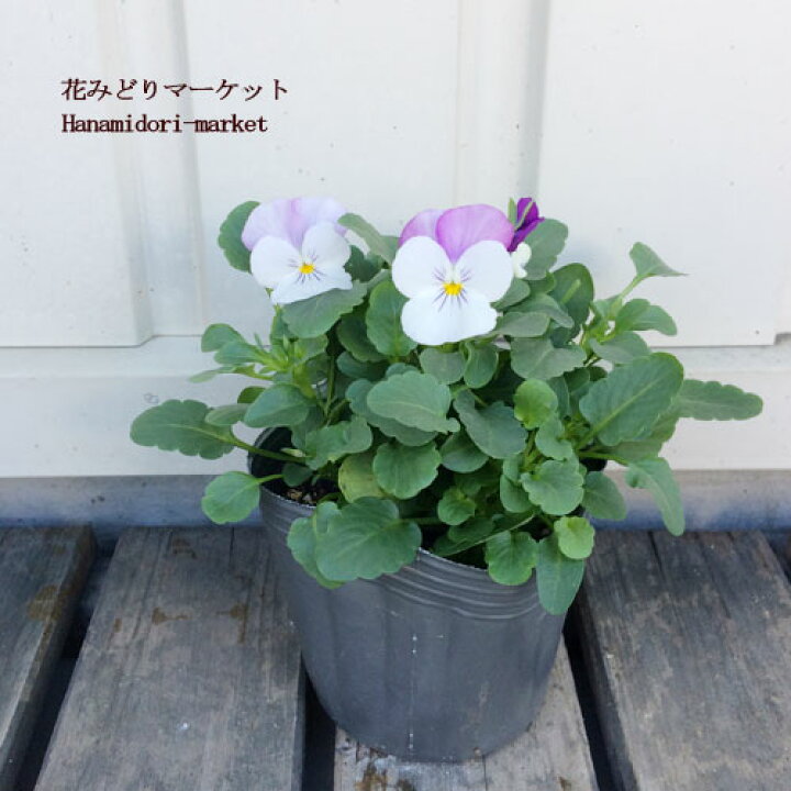 楽天市場 3個セット ビオラ ピンクウイング 3号ポット苗 計3ポット花苗 花壇 寄せ植え コンテナ ピンク ホワイト 白 秋 冬 春 耐寒性 パンジー 花みどりマーケット 楽天市場店
