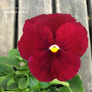 yPi / 3Zbg/5ZbgzpW[ NAbh 3|bgcԕc rI Ԓd 񂹐A H ~ ϊ bh  1