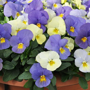 yPi / 3Zbg/5Zbgz rI Vg̗Uf 3.5|bgc pW[ ԕc Ԃ̕c Ԓd 񂹐A H ~ t ϊ