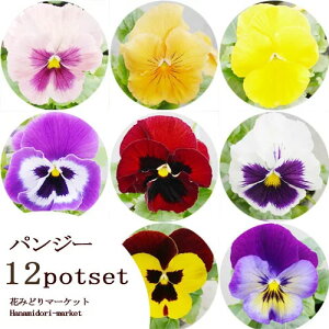 y12Zbgz pW[ ԐF܂ Zbg 3|bgc v12|bgԕc Ԓd rI 񂹐A H ~ ϊ Zbg