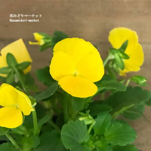 y3Zbg/5Zbgz rI NACG[ 3|bgc ԕc pW[ Ԓd 񂹐A H ~ ϊ CG[ F