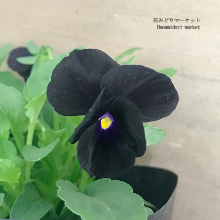 楽天市場 2個セット ビオラ ブラック 黒紫 3号ポット苗 計2ポット花苗 パンジー 花壇 寄せ植え 秋 冬 耐寒性 花みどりマーケット 楽天市場店