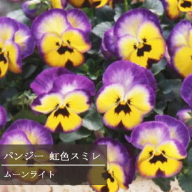 楽天市場 パンジー 苗 ピンクの通販