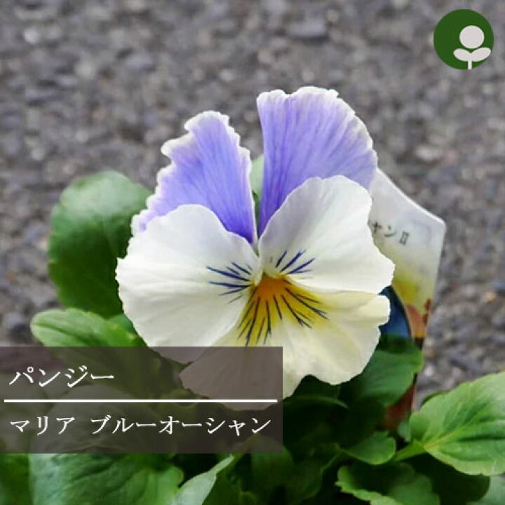 楽天市場 パンジー マリアブルーオーシャン 3 3 5号ポット苗花苗 ビオラ 花壇 寄せ植え 秋 冬 耐寒性 青 白 紫 ブルー パープル ホワイト トーホク 花みどりマーケット 楽天市場店