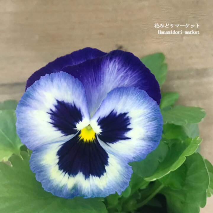 楽天市場 3個セット パンジー ブルーフラッシュ 3号ポット苗 計3ポット花苗 ビオラ 花壇 寄せ植え 秋 冬 耐寒性 ブルー 花みどりマーケット 楽天市場店 楽天市場 3個セット パンジー ブルーフラッシュ 3号ポット苗 計3ポット花苗 ビオラ 花壇 寄せ植え 秋 冬 耐寒性 ブルー 花みどりマーケット 楽天市場店