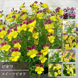 楽天市場 珍しい ビオラの通販