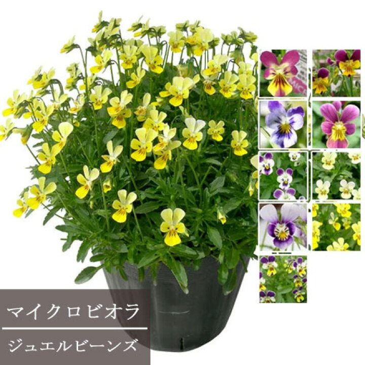 楽天市場 極小輪ビオラ ジュエルビーンズ 3号ポット苗全9色からお選び下さい マイクロビオラ 花みどりマーケット 楽天市場店