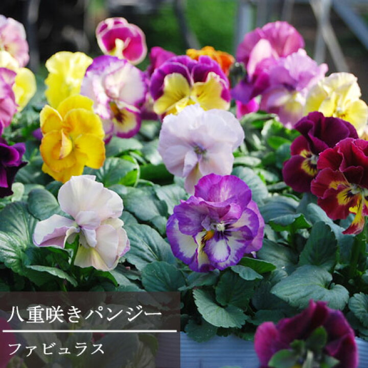 楽天市場 八重咲き パンジー ファビュラス 3 3 5号ポット苗花苗 ビオラ 花壇 寄せ植え 秋 冬 耐寒性 八重 ダブル レア 珍しい 花みどりマーケット 楽天市場店